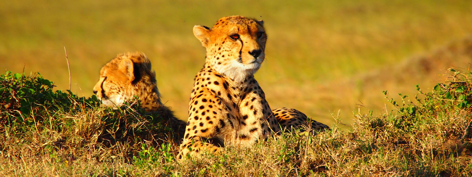 Budget Kenya Safaris