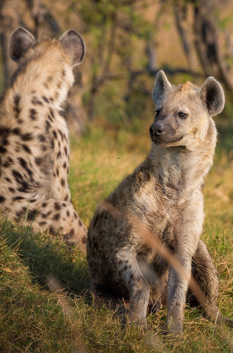 Flying Safaris Uganda