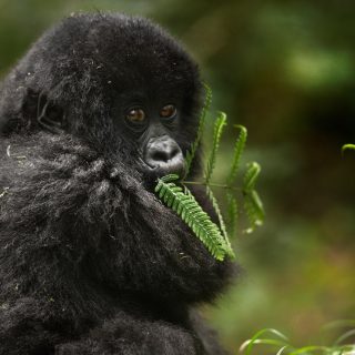7 Days Uganda Primates & Wildlife Tour