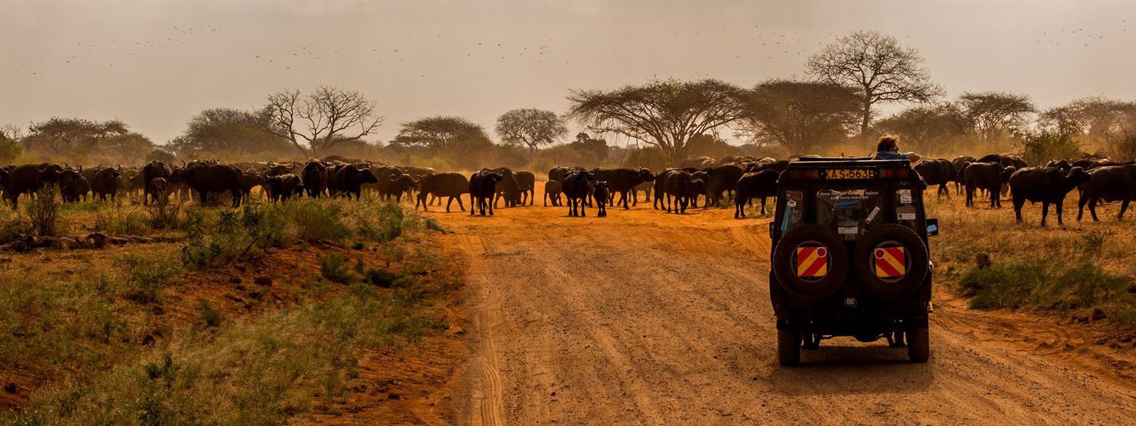 Kenya wildlife safari