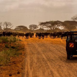 Kenya wildlife safari