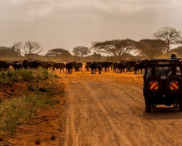 Kenya wildlife safari