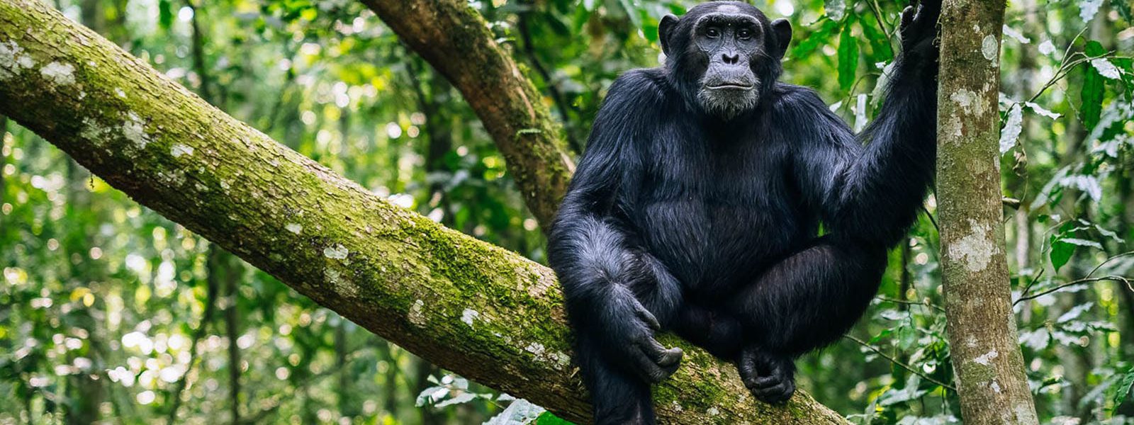 Uganda chimpanzee trekking