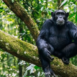 Uganda chimpanzee trekking