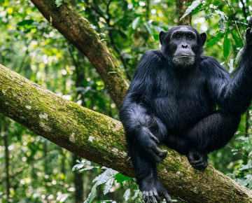 Uganda chimpanzee trekking
