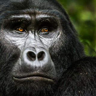 Uganda gorilla trekking company