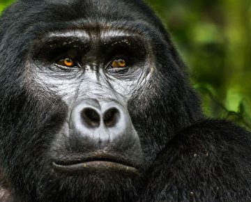 Uganda gorilla trekking company