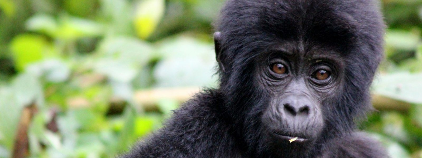 2 Days Kigali to Bwindi Gorilla Trekking