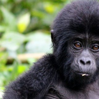 2 Days Kigali to Bwindi Gorilla Trekking