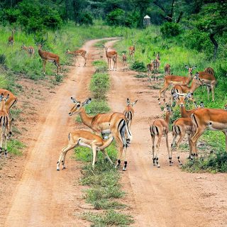 3 Days Akagera National Park Wildlife Safari
