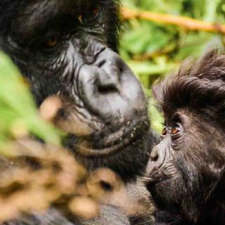 3 Days Rwanda Gorilla Safari in Volcanoes