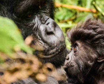 3 Days Rwanda Gorilla Safari in Volcanoes