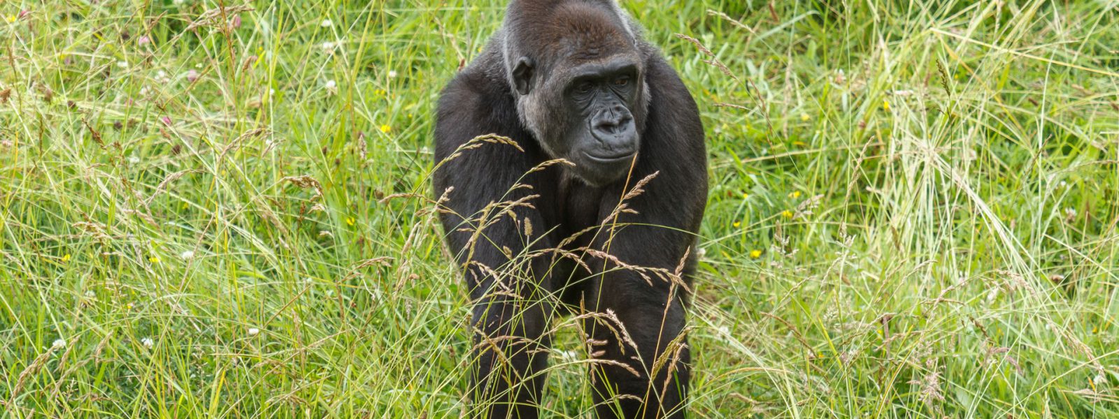 3 Days Congo Lowland Gorillas in Kahuzi-Biega