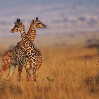 3 Days Maasai Mara Wildlife Safari