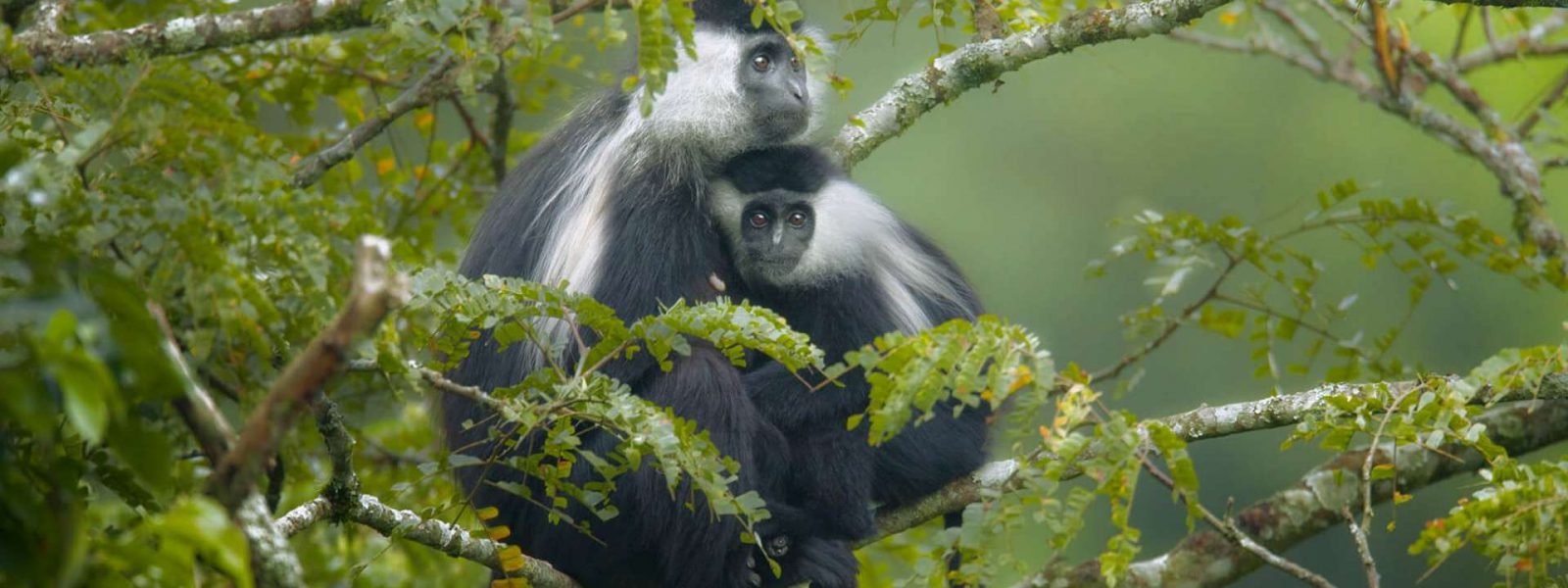 5 Days Rwanda Congo Primates Safari