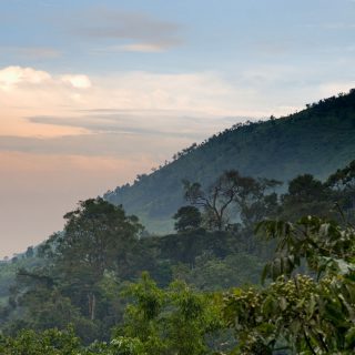 Bwindi Impenetrable National Park