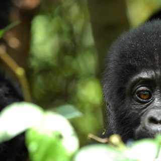 Mgahinga Gorilla National Park