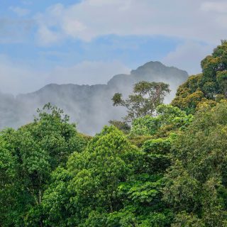 Nyungwe Forest National Park