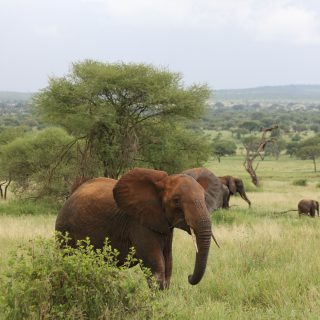6 Days Tanzania Wildlife Safari