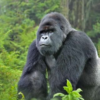 7-Day Best of Uganda Gorillas and Wildlife