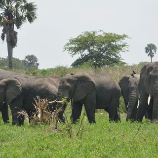 8-Day Uganda Gorillas & Wildlife family tour