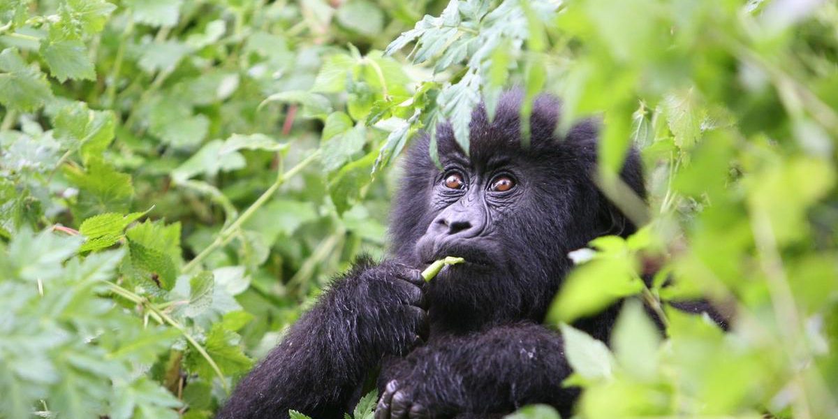 Young gorilla in dense leaves on the 11 day Uganda Rwanda Congo safari