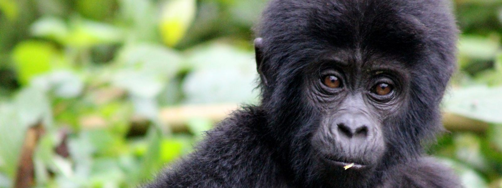 Mountain gorilla face on a 2 day Bwindi gorilla trek from Kigali