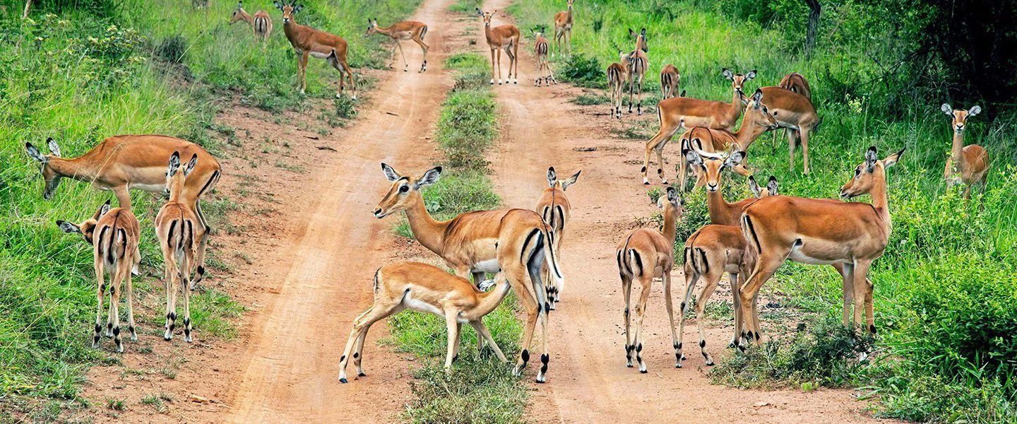 Impala on a track in Akagera on a 3 day Akagera safari