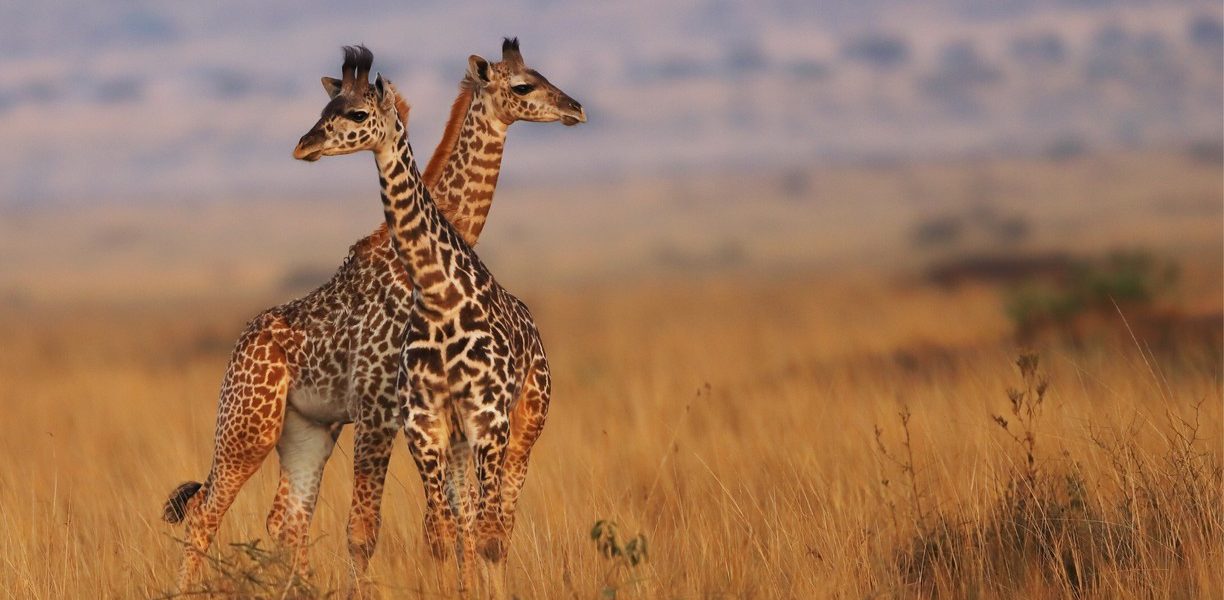 Two giraffes on the plains during a 3 day Maasai Mara safari