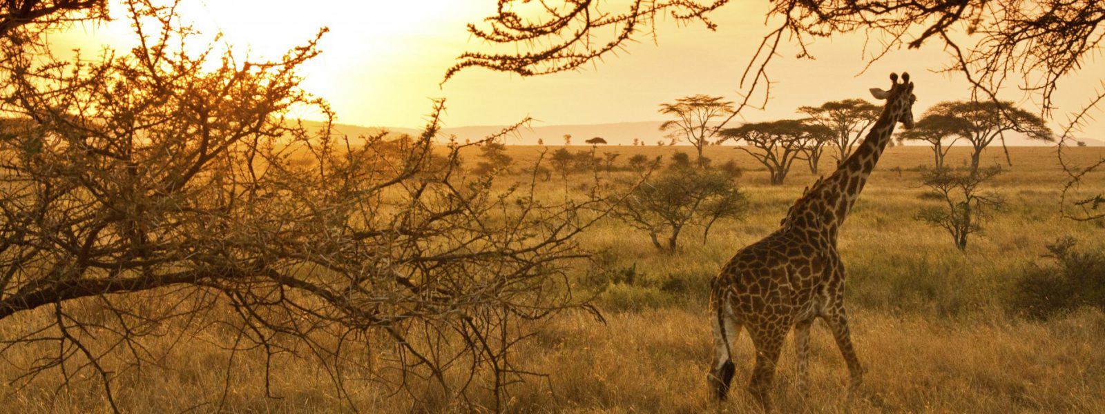 Giraffe at sunset on a 3 day Serengeti and Ngorongoro safari