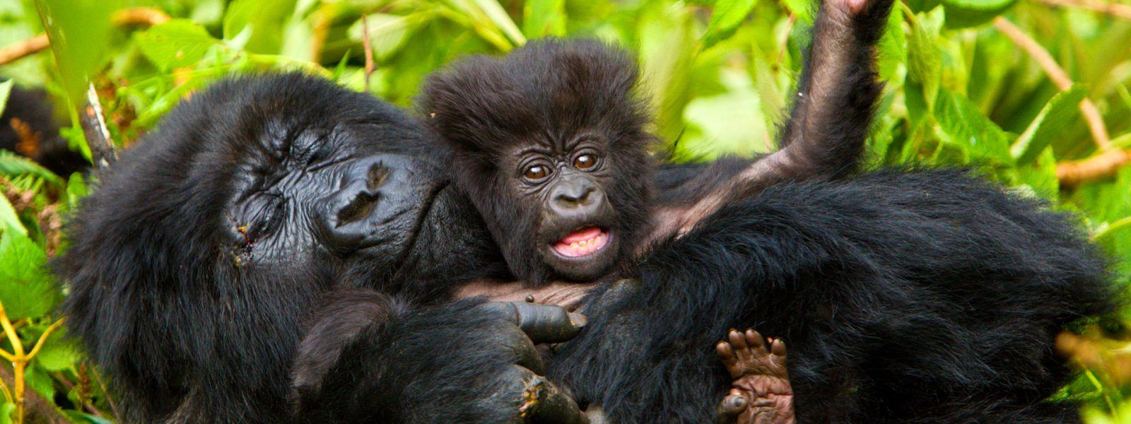 Gorilla family in Bwindi on a 4 day Bwindi gorilla safari