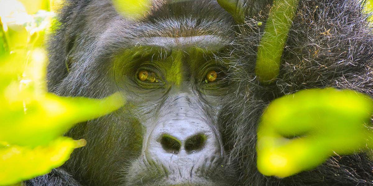 Mountain gorilla face on a 4 day Rwanda Uganda gorilla trek