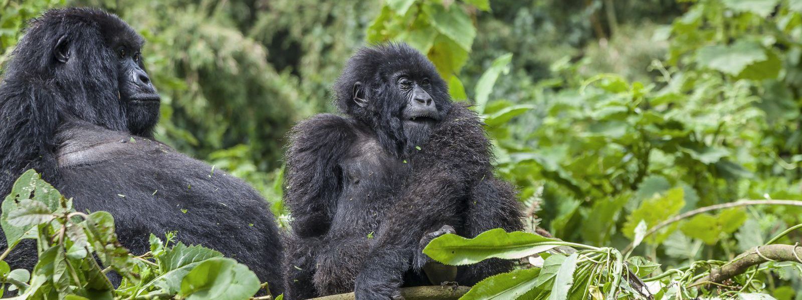 Gorilla mother and baby on a 5 day gorillas and chimps tour from Kigali