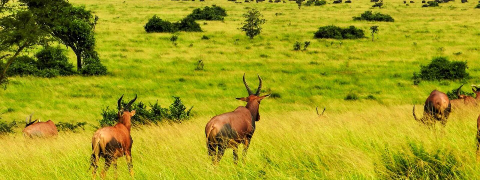 Uganda kob grazing in the savannah on a 5 day Uganda safari from Kigali