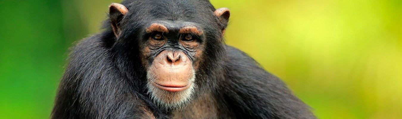 Chimpanzee in the forest on a 5 day Uganda primate safari