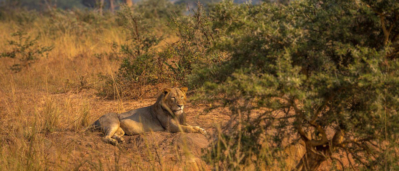 Lioness in tall grass on a 7 day Uganda tour