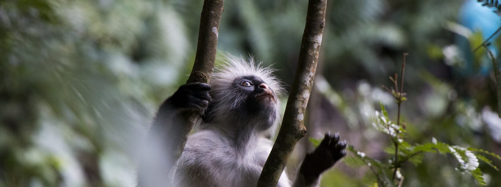 Monkey in the forest on a 7 day Zanzibar holiday