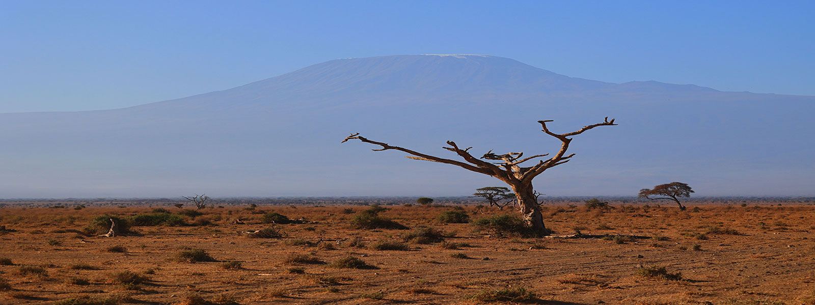 Kilimanjaro rising beyond an acacia in Amboseli National Park