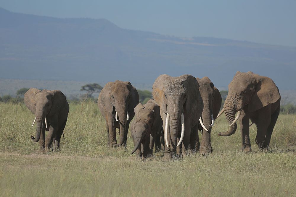Elephant herd in Amboseli National Park