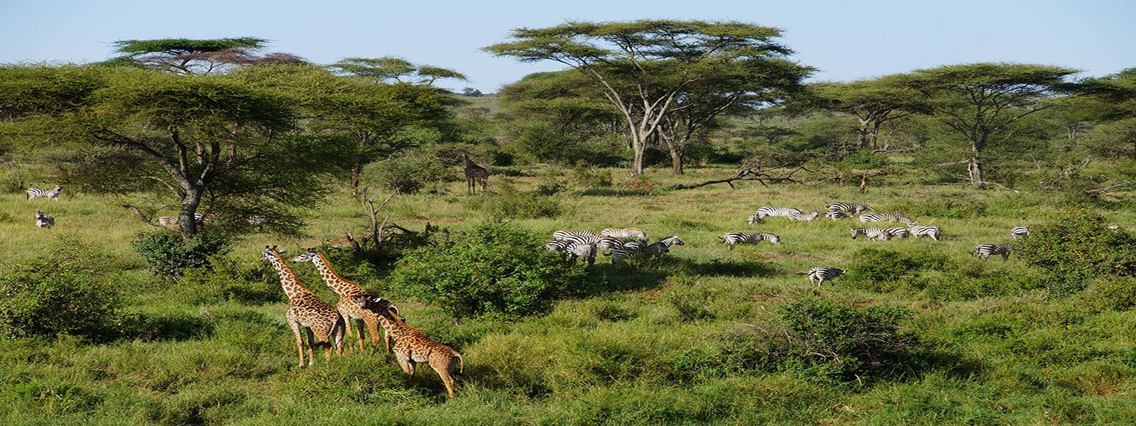 Giraffe browsing in Arusha National Park