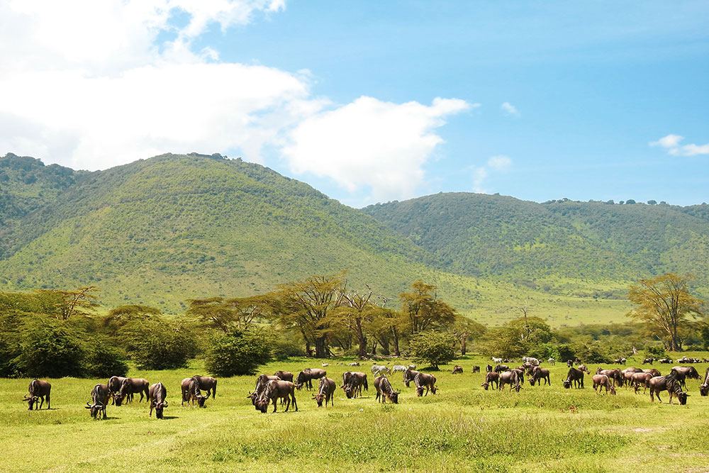 Green hills and herds in Arusha National Park