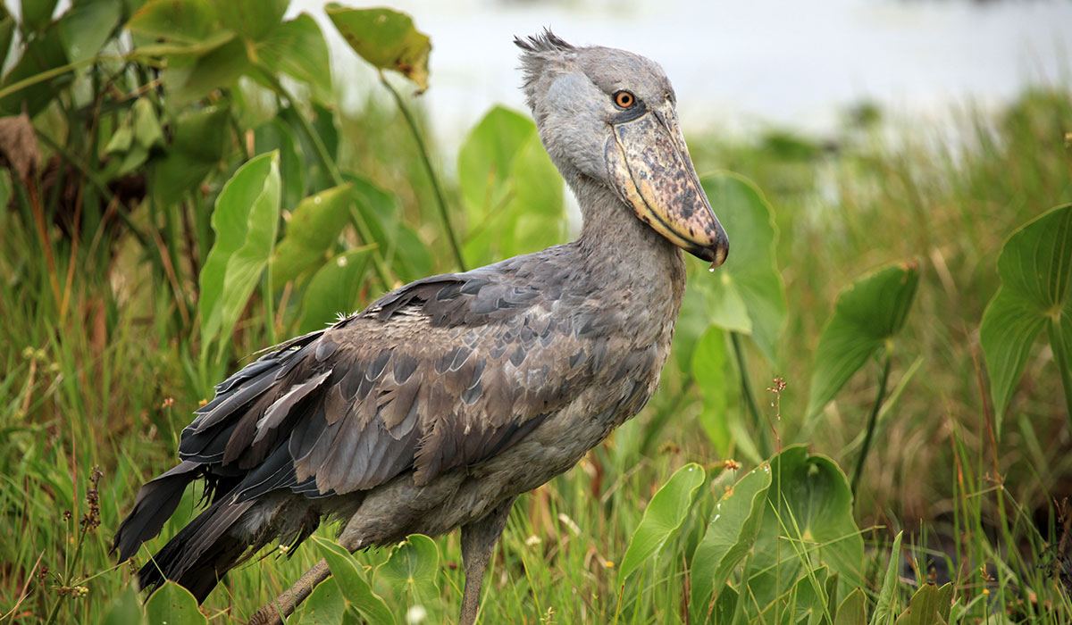 Shoebill stork in a papyrus swamp while birding in Uganda