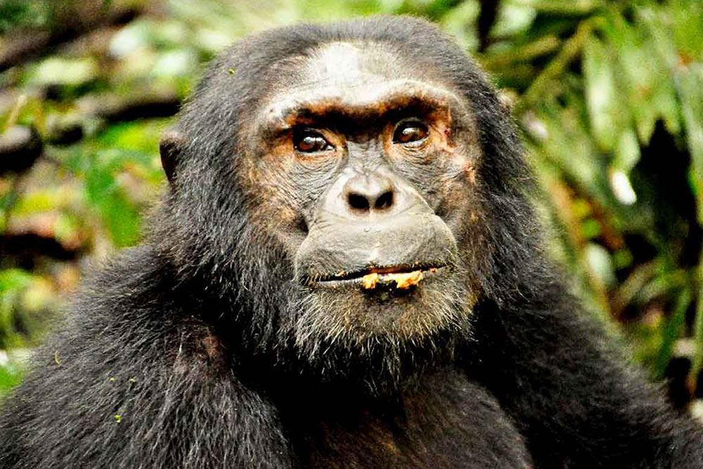 Chimpanzee in Budongo, Kalinzu or Kyambura Gorge on primate tours in Uganda