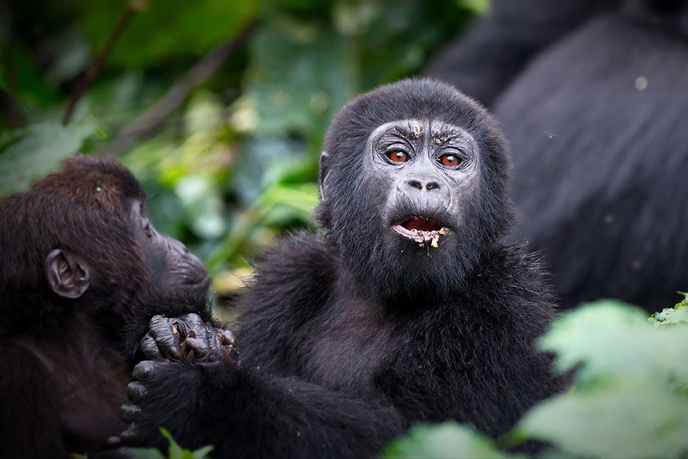 Mountain gorilla family in Bwindi Impenetrable National Park