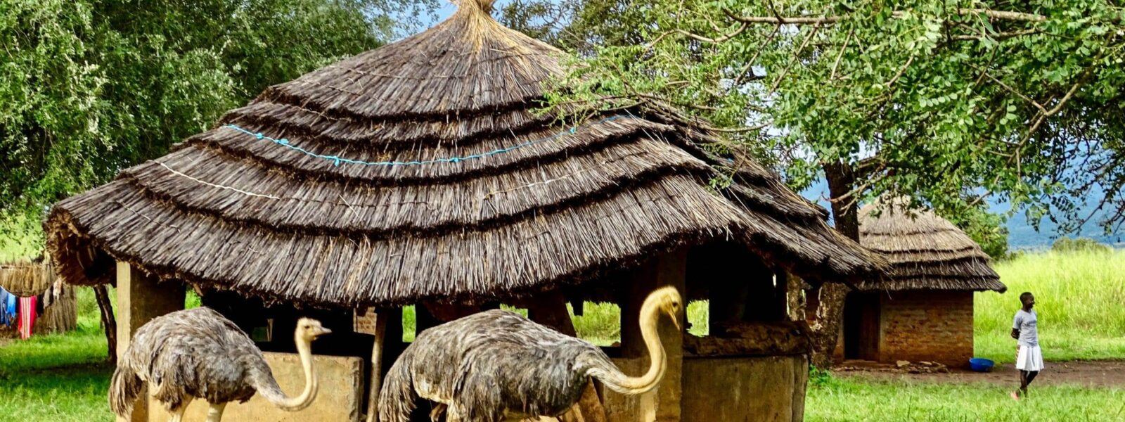 Thatched huts and wildlife in one of the game reserves in Uganda