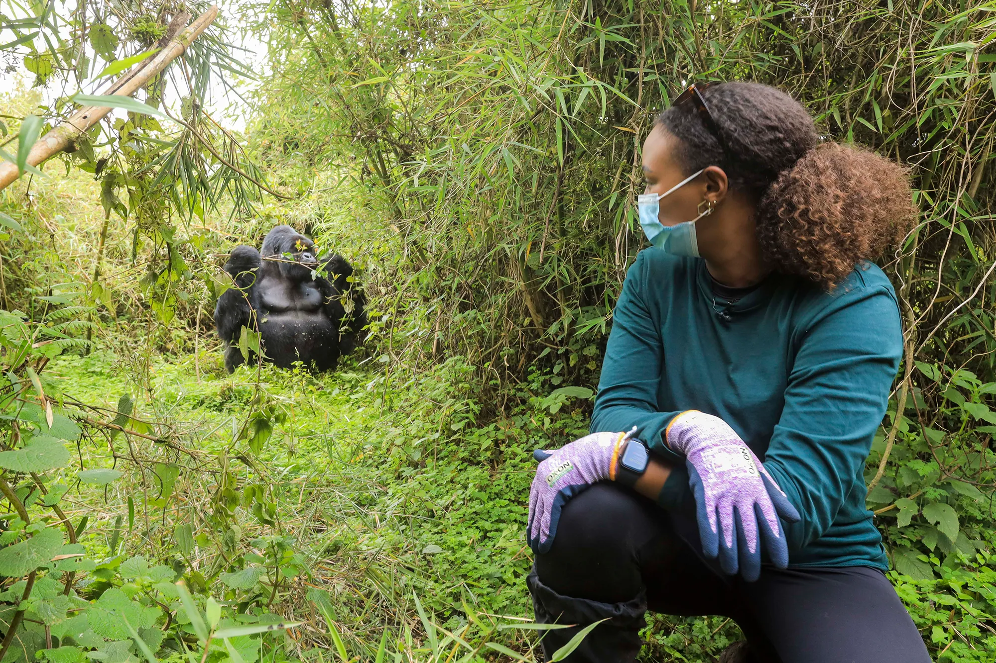 Trekker kneeling near gorillas on the gorilla habituation experience