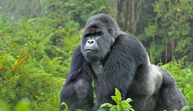 Silverback gorilla in the forest on a 7 day Uganda gorilla safari