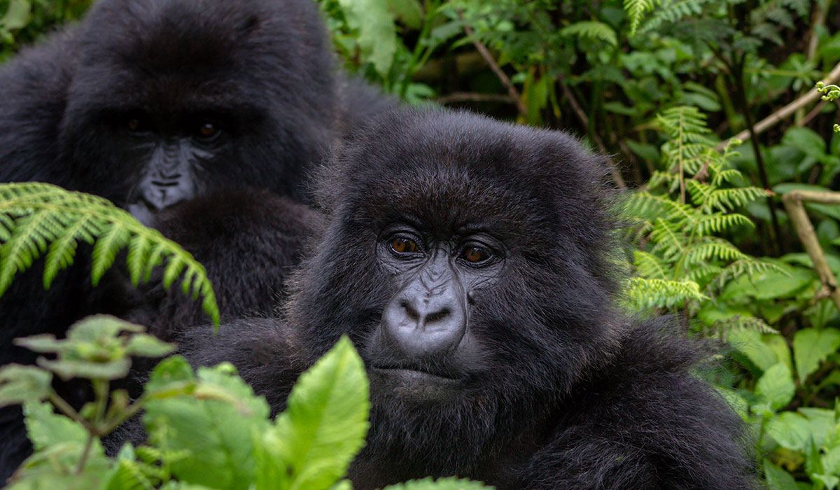 Two mountain gorillas resting in the Bwindi forest