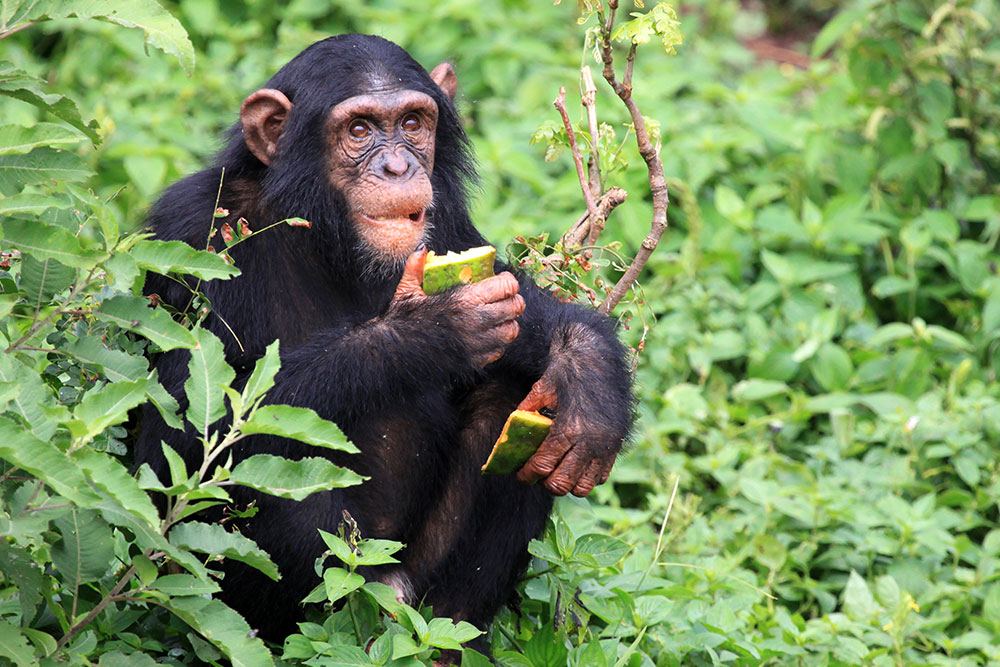 Chimpanzee eating fruit in Kibale Forest National Park