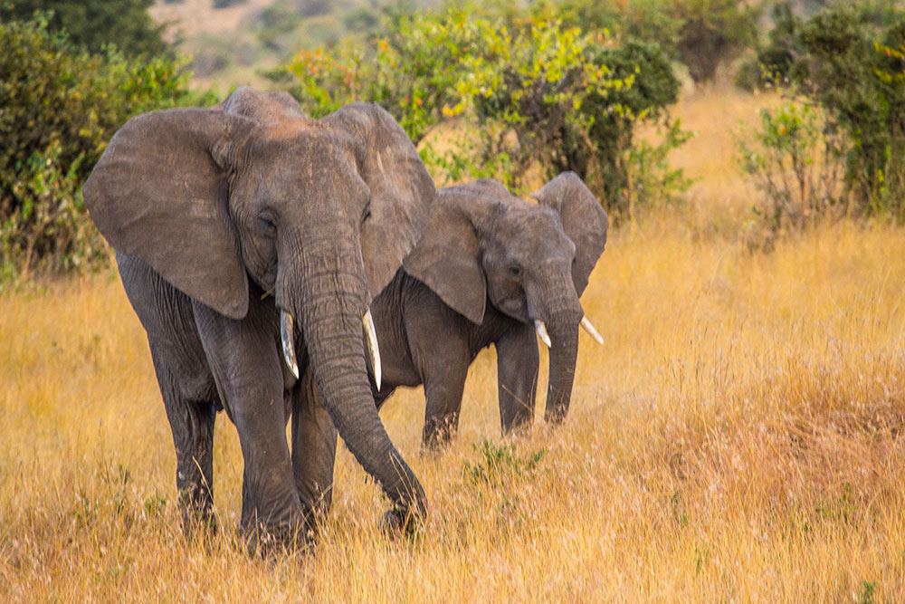 Elephants walking through Kidepo Valley National Park